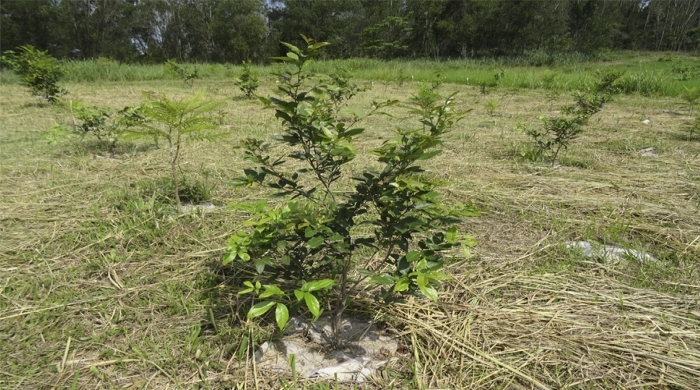 Foto: Felipe Ferreira