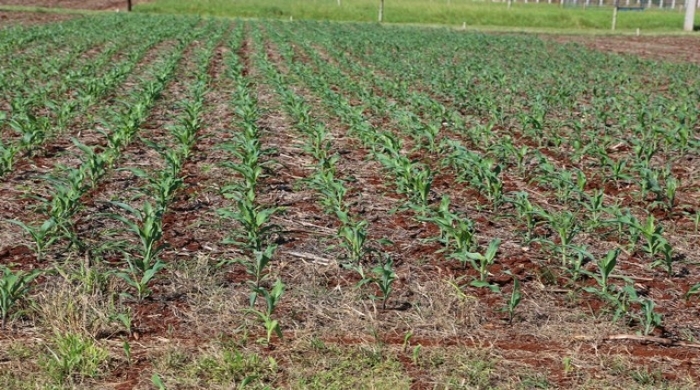 Foto: Christiane Congro Comas