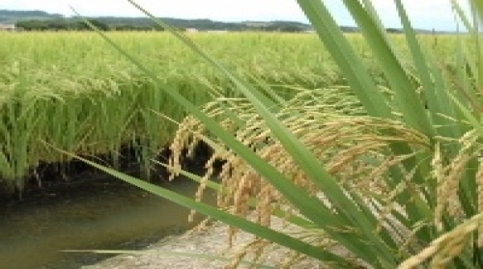 Imagem créditos: EPA/EPAGRI