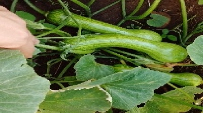 imagem créditos: Famasul