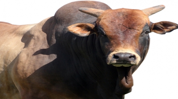 Touro, Bipolar estará presente na 62ª Festa do Peão de Barretos 