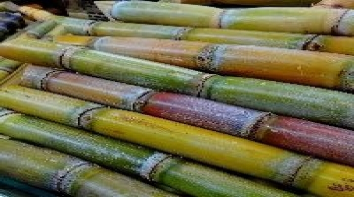 Imagem créditos: Pixabay