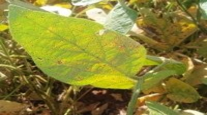 Imagem créditos: COSTAMILAN, Leila Maria/Embrapa