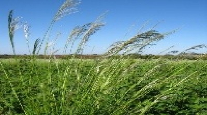 Imagem créditos: Embrapa