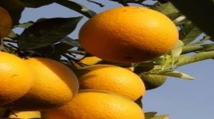 Imagem créditos: Fundecitrus               