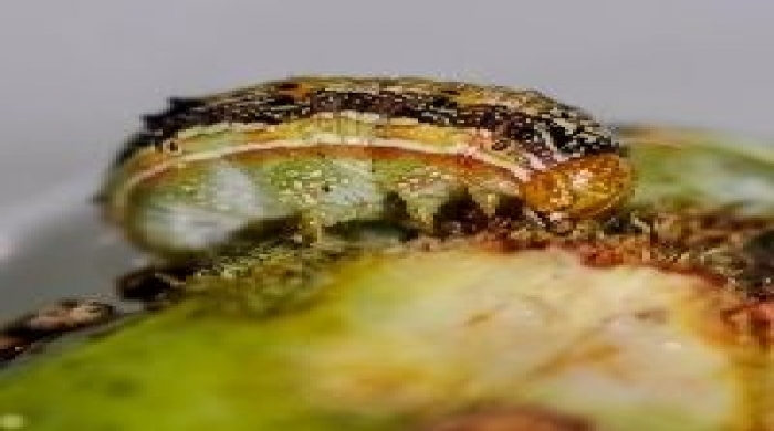 Imagem créditos: BASTOS, Fabiano Marques Dourado/Embrapa