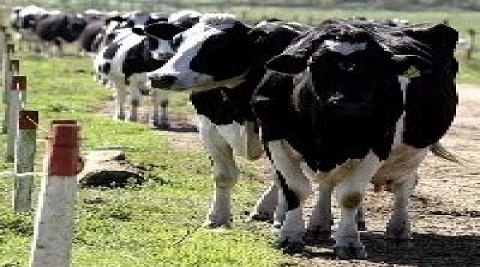 Imagem créditos: HENRY MILLEO