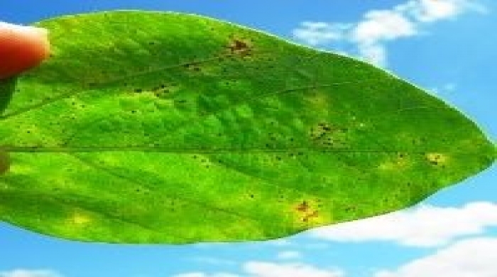 imagem créditos: AgrolinkFito