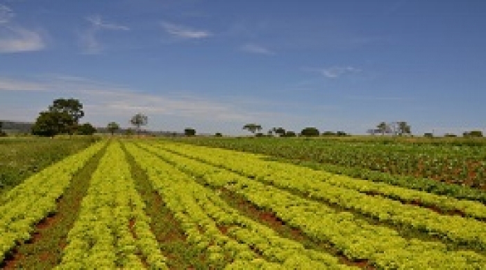 Foto: Gustavo Porpino