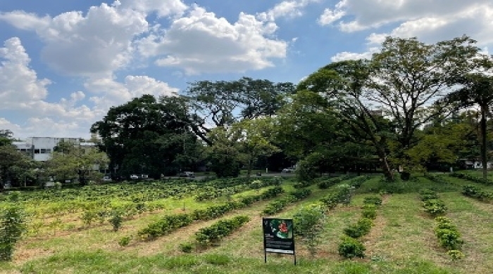 Cafezal do Instituto Biológico