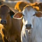 Boi/Cepea: embarques aquecidos enxugam oferta interna e firmam preços