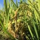 Arroz/Cepea: preços oscilam, mas movimento é de baixa