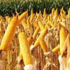 Milho/Cepea: Indicador beira R$ 52/sc; produção 2015/16 deve ser menor