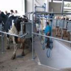 SENAR/SC promove curso de manejo de gado leiteiro com produtores de Araquari
