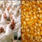 Queda no poder de compra do avicultor em relação ao milho