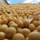 Soja.  Preço nominal do grão é o maior desde 2012