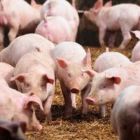 Poder de compra do suinocultor em relação ao milho voltou a cair