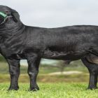 A ovinocultura nos dias de hoje 