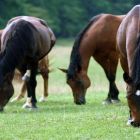 A Evolução e Escala Zoológica e a Equinicultura