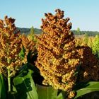 Sorgo