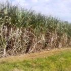 Japoneses querem aumentar exportação de biomassa produzida aqui para o Japão