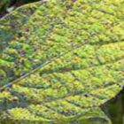 Comissão do Mapa reavalia fungicidas contra ferrugem