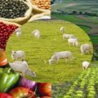 SC: Agricultura apresenta programas prioritários no encontro de prefeitos