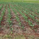 Termina o prazo do zoneamento agrícola para o plantio de milho safrinha