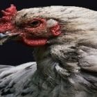 Quem perdeu mais com o frango vivo no semestre? SP ou MG ???