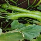 Produtores rurais de Mato Grosso do Sul encontraram na abobrinha uma alternativa de renda extra