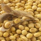 Safra 2017/18 de soja do Brasil pode cair para 110,6 mi t