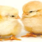 Pintos de corte: volume quase 6% menor no 1º semestre