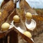 Agronegócio paulista exporta 7,6% a mais no primeiro semestre