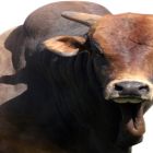 Touros-estrelas estarão na Festa do Peão de Barretos