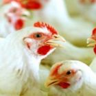 Preço do frango abatido retrocede ao início de 2015