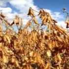 Soja é a nova arma da medicina no combate à AIDS