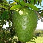 De veneno a remédio contra o câncer, uso da graviola intriga cientistas