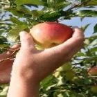 Maçã: quebra da safra 2017/18 pode ser menor que a esperada