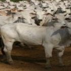 Receita da produção agropecuária mato-grossense atingirá R$ 70 bilhões em 2018