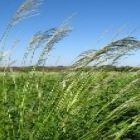 Novo herbicida controla capim-amargoso na soja