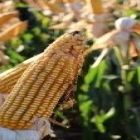 Cotações do milho em Chicago recuaram mais uma vez