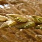 Cotações do trigo despencaram