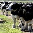 Antibiótico de pele de rã cura doença bovina 