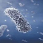 Bactérias transgênicas produzem próprio fertilizante