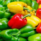 Cultivo de pimentão