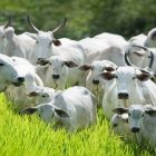 Setor produtivo avalia seguro disponível para pecuária de leite e de corte