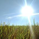 Associadas UDOP discutirão os impactos climáticos na safra da cana