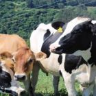 Cresce a concentração na produção de leite em SC