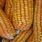 Mercado do milho no Mato Grosso.