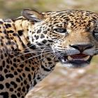 programa Felinos Pantaneiros